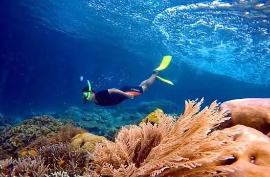 Penyelam berenang di antara terumbu karang di Spot Selam Kemujan